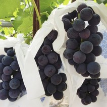 포도신품종 포도종류 머루포도 거봉 2kg, 프리미엄 거봉 2kg 내외 2~4송이