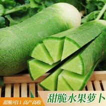 금성식품 중국식품 중국야채 중국무우 청무 과일무우 1박스 10kg좌우