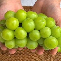 샤인머스켓 청포도 1.2kg 특품 선물 세트 보자기포함 청포도 포도종류 제철 김천 포도, <상품선택>” class=”wr-img”></a></div></div></div></div><div class=