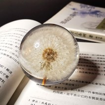 민들레문진 크리스탈볼 플라워볼 단델리온 생화 문진, 민들레 수정구슬 문진 (상자 포장)