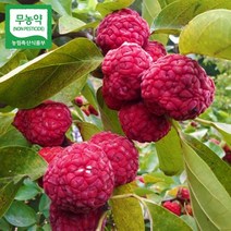 꾸지뽕 열매 1박스(1kg) 냉동 구찌뽕 구지뽕 무농약 덕진마을농장