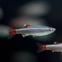 백운산 10마리