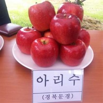 사과나무(아리수)접목1년(왜성대목)묘목/F0200