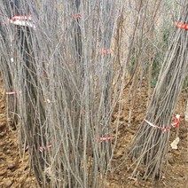 아로니아(결실주) 실생3년 묘목 1주 _ 270399EA, 본상품선택