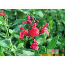 허브(Herb)/채소식물 체리세이지 갈색플라스틱모종 4개 (L0288)