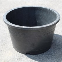 이삭 블루수련분대형 1호 - 수생식물기르기 수련분갈이 연꽃 물옥잠, 1개