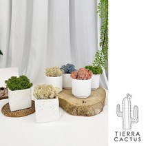 [구매평 600개 돌파!!/재구매 많은]천연이끼 스칸디아모스 공기정화/제습/탈취 식물 - 화분(2 type), 화이트 사각 테라조, 블루