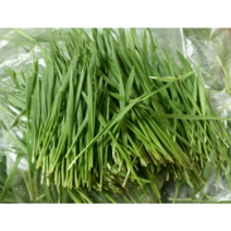 국산 생 밀싹 500g 1kg 생밀싹 밀싹순 밀순 국내산밀싹 녹색채소 밀싹1kg 생 밀순 즙용 생밀싹500g, 1개