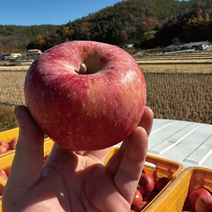 시골홍사과 부사 사과 아삭한 식감 맛있는 꿀사과 4.5kg 9kg 가정용 선물세트, 정품 선물세트(보자기동봉), 프리미엄 시골홍사과 선물세트 중과16-18과