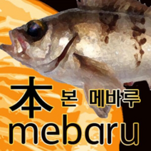 바리바리피싱 낚시대추천 에스에프씨 SFC 바다 선상낚시대 민장대 정통 볼락전용 본발 메바루, 와인레드 올리브그린