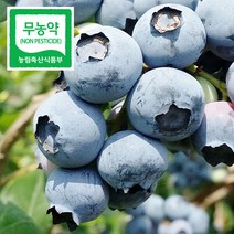 무농약 블루베리(최상품)_냉동 1kg