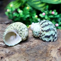 그린터보쉘 (1.5~2.0cm) 소라게쉘, 타이니~소:1.8~2.0cm