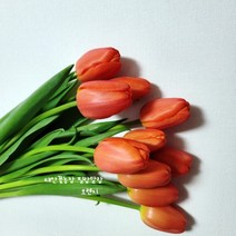 [필랑말랑] 튤립 자몽 오렌지주스 생화 1단 꽃농장직배송 태안꽃농장 화훼농가돕기 농장직송꽃, 튤립: 자몽(오렌지)