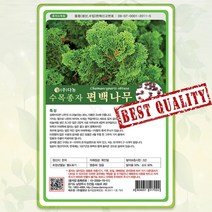 편백 나무 씨앗 1500립 5g 종자 씨 봄 여름 가을 편백나무씨 DN