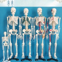 교육용인체모형 척추 교육용 골격 뼈 전신 해골모델 45 85 170, 신경이있는85cm추간판(흰색흉골)(요추는옆으로