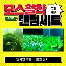 [수초킹] 모스활착 랜덤세트 / 구피 새우 치어 치비 모스 음성 활착 삼각 자와 피콕 윌로 월로 피시덴 리시아 물미역 불꽃 퀸 미니삼각 프리미엄 비단 버드나무 민물미역 크리스마스, 모스 갓 활착 랜덤 3개