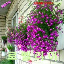 팝플라워 로벨리아-로사몬드 씨앗 25립, 1개