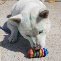 위센티브 애견 톱니 장난감 (L) 애완견장난감 웰시코기장난감 새끼강아지장난감