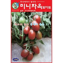 AR 미니자옥 토마토(대추 토마토) 씨앗 70립, 단품