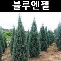 블루엔젤 키1.5m내외(분) 1개/나무 묘목/상록수/조경용