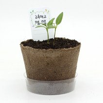 집에서 고추씨 고추씨앗 고추종자 고추키우기 식물키트, 1개