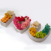 스칸디아모스 천연이끼 알러뷰 음지 키우기쉬운 식물 화분, 1개