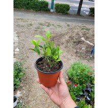 레몬나무 소중품 15~30cm 49