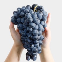 머루포도 햇 포도 선물용 프리미엄 최상품 3kg, 머루포도 (특품) 3kg (5~6송이)