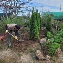 [해찬농원] 에메랄드그린 1.5M 조경수 울타리나무 측백 침엽수 상록수(용달배송 & 직접방문수령가능)