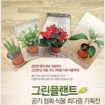 그린플랜트 다육식물 정야 1+1