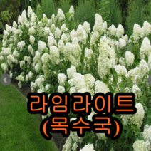 목수국나무(라임라이트)개화주 키50cm 유실수 꽃나무 수국 나무 묘목