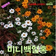 팝플라워 미니백일홍-리네아리스 3색혼합 씨앗 200립