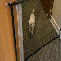 강아지 울타리 펜스 임시보호 고양이 방묘문 방충망