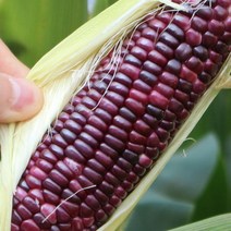 괴산얼룩이옥수수 국내산 햇 흑 찰옥수수, 흑찰옥수수 20개입