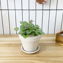 1+1 캣닢 캣닙 키친허브 화분 재배 세트 캣그라스 베란다 텃밭 허브 키우기, H22.캣닢, H03.파인애플세이지