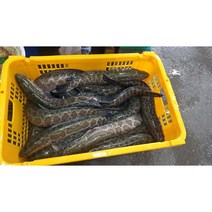 가물치 10kg 국내산 자연산 보양식 산모 산모회복 재료 민물나라 달인직판, 냉동 10kg, 1개