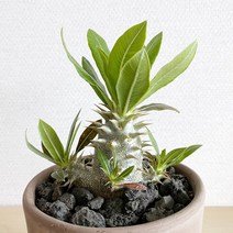 파키포디움 호롬벤세 괴근식물 이태리토분 세트 - 아프리카식물