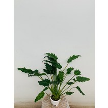 목대 제나두셀렘 셀럼 중품 40~60cm 89