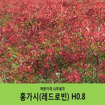 착한가격 나무생각 홍가시레드로빈 H0.8, 1개