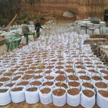 부직포 화분 중형 대형 베란다 텃밭 블루베리 심기 손잡이 화분 20개 40개, 핸들 50 X 50(10개)