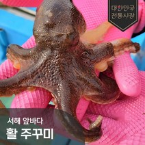 국내산 서해 산지직송 알배기 활 주꾸미 1kg 2kg 3kg 4kg 5kg 쭈꾸미, 국내산 활 주꾸미 2kg