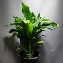 꽃백화점 스파트필름 중대품 70~90cm 209, 1개