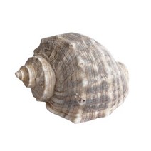 고운물 소라껍데기 장식품 조개껍질 어항꾸미기, 1개