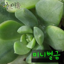 [허브여울다육] 미니벨금 지름 9cm 소품 (상토와 마사만 사용한 건강한다육), 5개