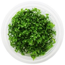 무균 조직 배양수초 - 그라티올라, 1개