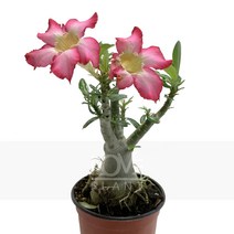[꽃사랑식물나라] 석화(중품) 다육이 공기정화식물 식물키우기, 1개