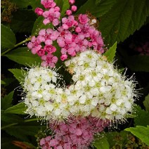 겐페이조팝(4치화분) 일본조팝 노지월동 야생화 카페 정원