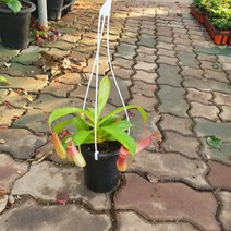 11900 네펜데스 식충식물 소중품 30~50cm, 1개