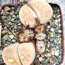 리톱스 카라스몬타나 다육이 예쁜 다육 상처랜덤2-10