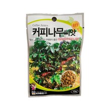 커피나무 씨앗 10립 [22년포장] 커피나무종자